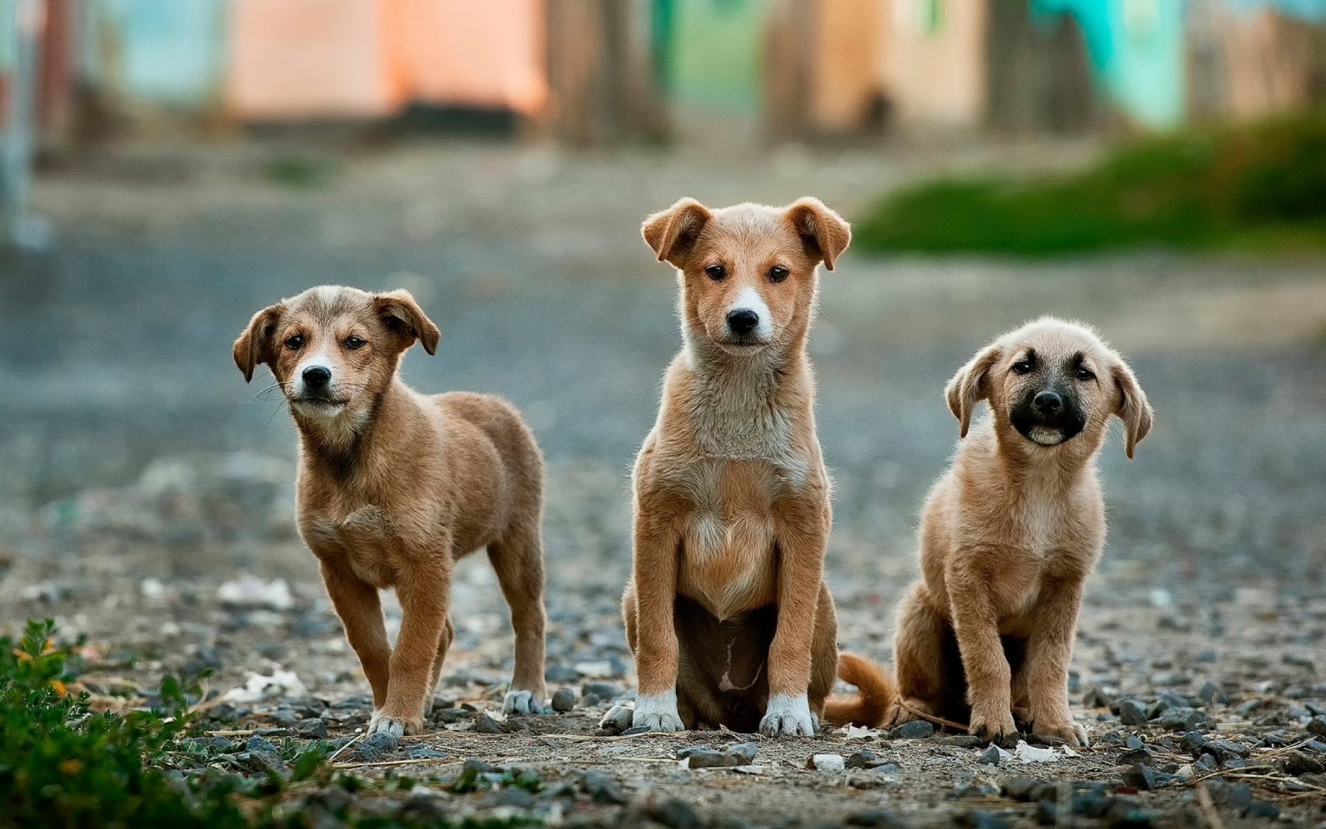 Ta reda på vilken hund som är den mest lättskötta redan idag 